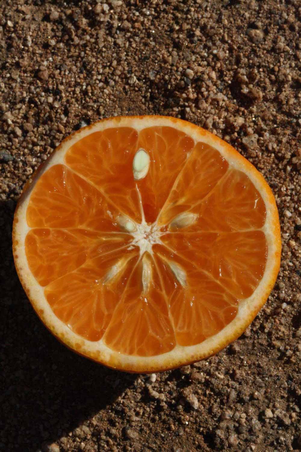              Fruit cross-section (Riverside, CA)       